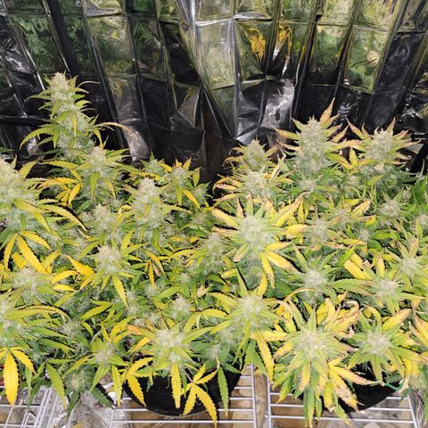 AK Automatic growlog timeline photo