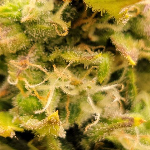 AK Automatic growlog timeline photo
