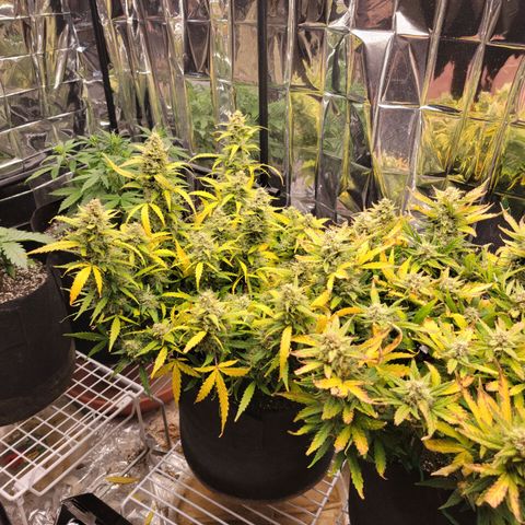 AK Automatic growlog timeline photo