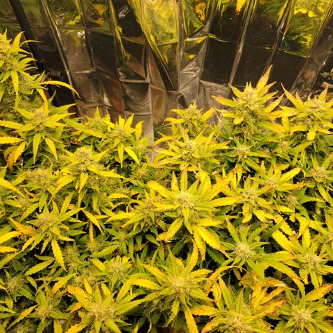 AK Automatic growlog timeline photo