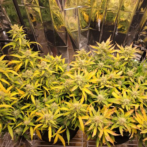 AK Automatic growlog timeline photo