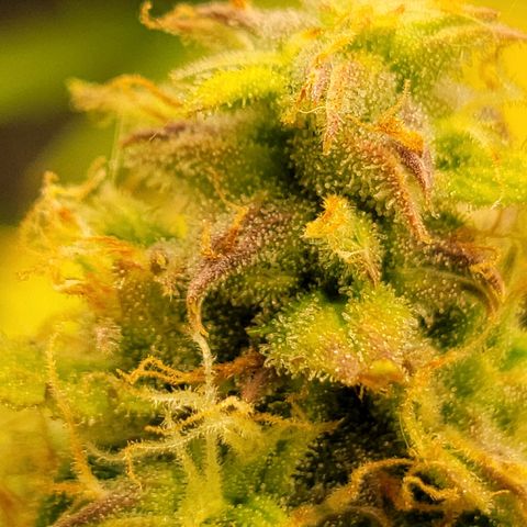 AK Automatic growlog timeline photo