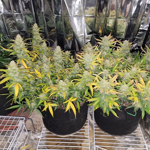 AK Automatic growlog timeline photo