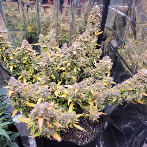 AK Automatic growlog timeline photo