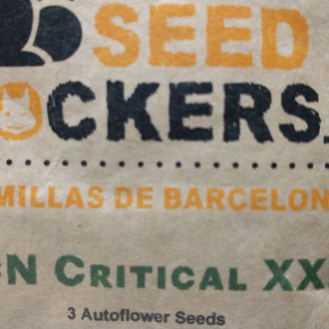 Auto Critical XXL growlog timeline photo