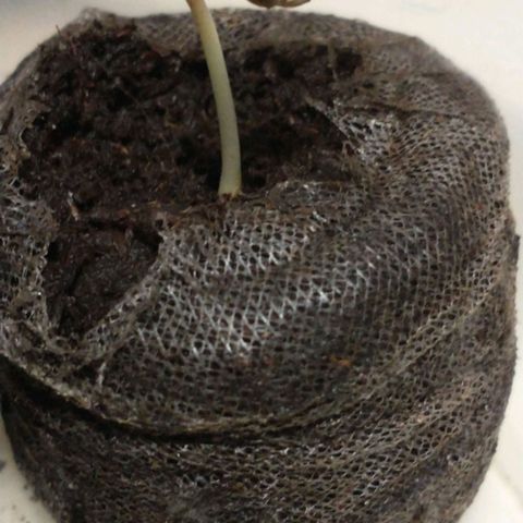 Auto Critical XXL growlog timeline photo
