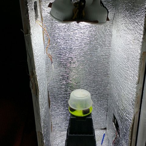 Auto Critical XXL growlog photo: - El tupper fue bajado hasta dejar un espacio de 3cm con la tapa para lograr un  efectivo efecto invernadero.

- Se reguló la temperatura con termohigrometro hasta lograr un balance .