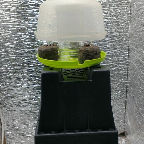 Auto Critical XXL growlog photo: - El tupper fue bajado hasta dejar un espacio de 3cm con la tapa para lograr un  efectivo efecto invernadero.

- Se reguló la temperatura con termohigrometro hasta lograr un balance .