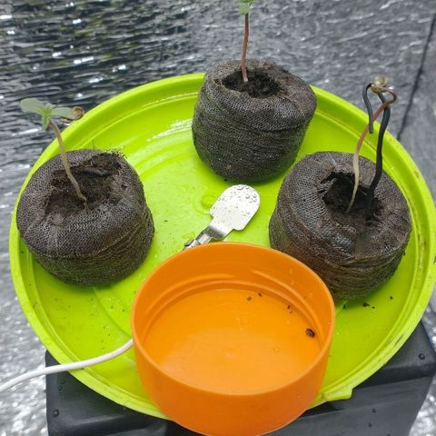 Auto Critical XXL growlog photo: De las 3 semas germinadas, dos de ellas crecieron fuertes y ya aparecieron los cotiledones. A la la tercer sema se le agrego un tutor ya que la base de su tallo se encuentra débil, lo que ha retrasado su crecimiento con respecto a sus hnas