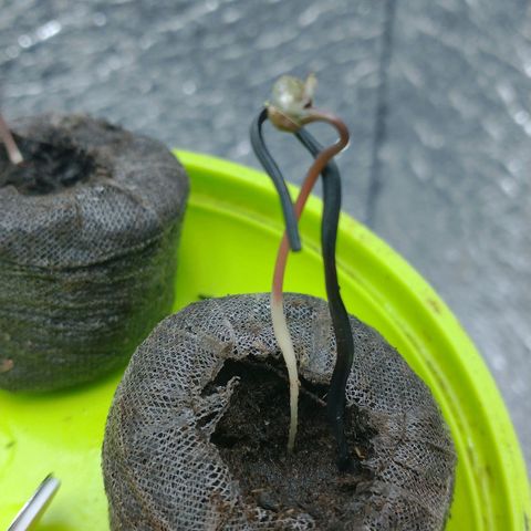 Auto Critical XXL growlog photo: De las 3 semas germinadas, dos de ellas crecieron fuertes y ya aparecieron los cotiledones. A la la tercer sema se le agrego un tutor ya que la base de su tallo se encuentra débil, lo que ha retrasado su crecimiento con respecto a sus hnas