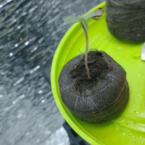 Auto Critical XXL growlog photo: De las 3 semas germinadas, dos de ellas crecieron fuertes y ya aparecieron los cotiledones. A la la tercer sema se le agrego un tutor ya que la base de su tallo se encuentra débil, lo que ha retrasado su crecimiento con respecto a sus hnas