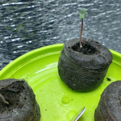 Auto Critical XXL growlog photo: De las 3 semas germinadas, dos de ellas crecieron fuertes y ya aparecieron los cotiledones. A la la tercer sema se le agrego un tutor ya que la base de su tallo se encuentra débil, lo que ha retrasado su crecimiento con respecto a sus hnas