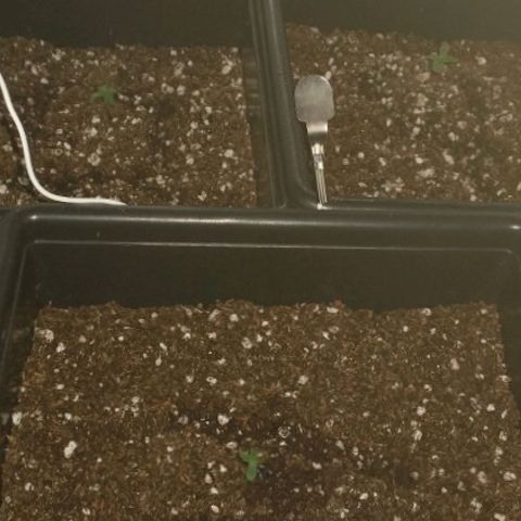 Auto Critical XXL growlog photo: Se realizó el transplante de las demás plantulas luego de observar el traspaso de raíces por fuera del jiffy