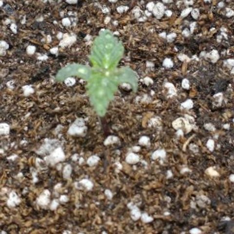 Auto Critical XXL growlog photo: Crecieron bastante sus hojas verdaderas, la sema con hongo en el tallo sigue mostrando mejoras. Deduzco que está atrasada un día con respecto a sus hnas