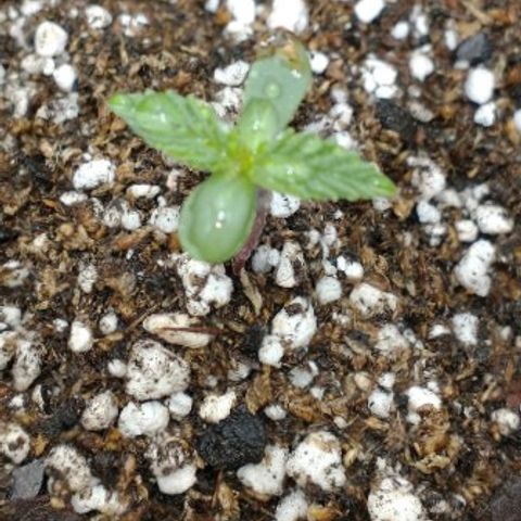 Auto Critical XXL growlog photo: Crecieron bastante sus hojas verdaderas, la sema con hongo en el tallo sigue mostrando mejoras. Deduzco que está atrasada un día con respecto a sus hnas