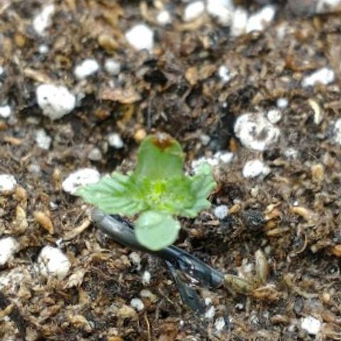 Auto Critical XXL growlog photo: Crecieron bastante sus hojas verdaderas, la sema con hongo en el tallo sigue mostrando mejoras. Deduzco que está atrasada un día con respecto a sus hnas