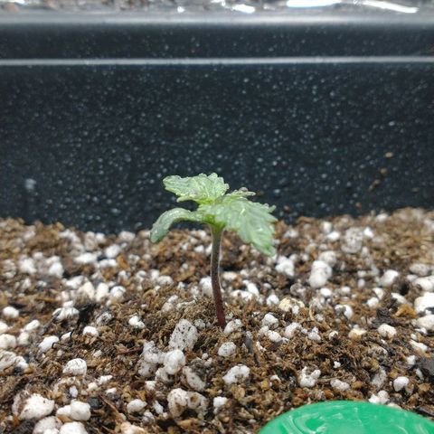 Auto Critical XXL growlog photo: La sema debilitada x el hongo muestra mejoría en un 90%