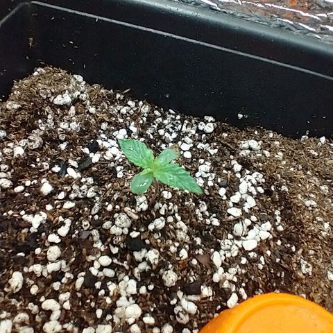Auto Critical XXL growlog timeline photo