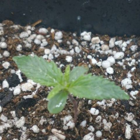 Auto Critical XXL growlog timeline photo