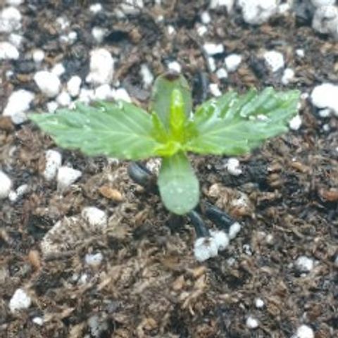Auto Critical XXL growlog timeline photo