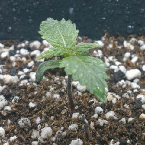 Auto Critical XXL growlog timeline photo