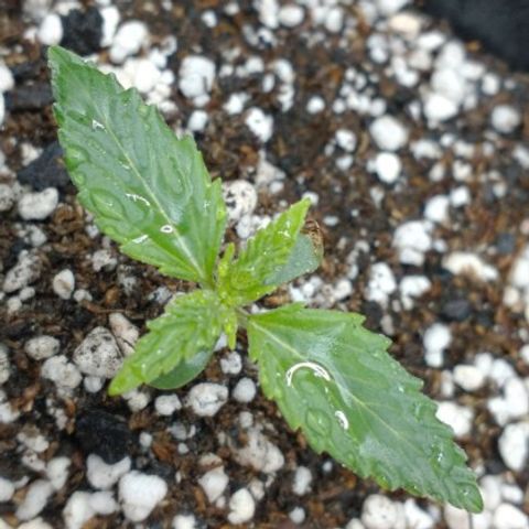 Auto Critical XXL growlog photo: Buen crecimiento, color y firmeza