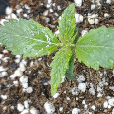 Auto Critical XXL growlog photo: Buen crecimiento, color y firmeza