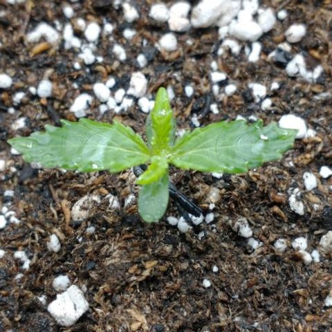 Auto Critical XXL growlog photo: Buen crecimiento, color y firmeza