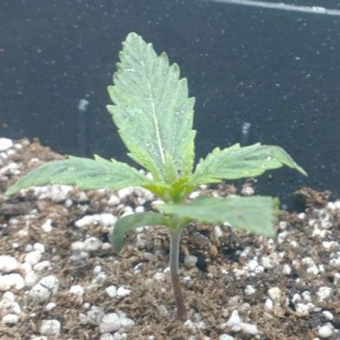 Auto Critical XXL growlog timeline photo