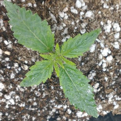 Auto Critical XXL growlog timeline photo