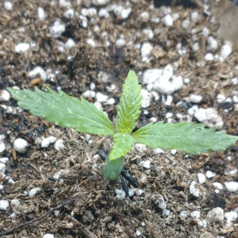 Auto Critical XXL growlog timeline photo