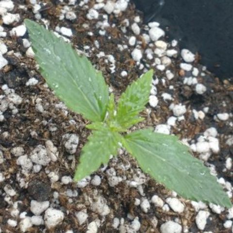 Auto Critical XXL growlog timeline photo
