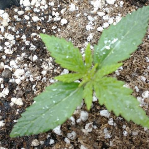 Auto Critical XXL growlog photo: Estadio previo al inicio de fertilización