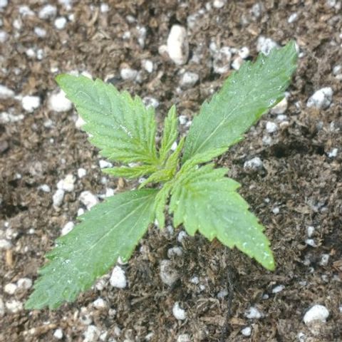 Auto Critical XXL growlog photo: Sólo riego foliar