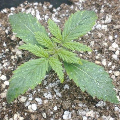 Auto Critical XXL growlog photo: Sólo riego foliar