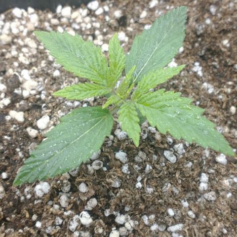 Auto Critical XXL growlog photo: Sólo riego foliar