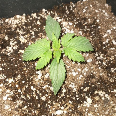 Auto Critical XXL growlog timeline photo