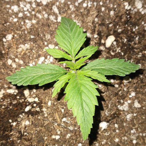 Auto Critical XXL growlog timeline photo