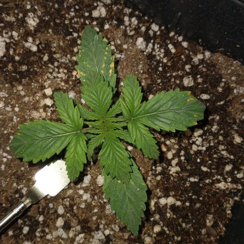 Auto Critical XXL growlog timeline photo