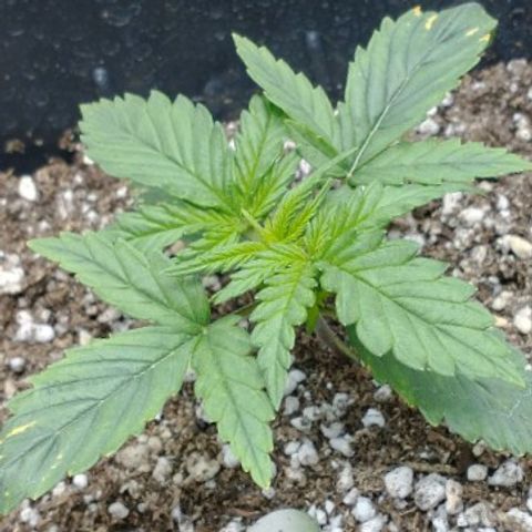 Auto Critical XXL growlog timeline photo