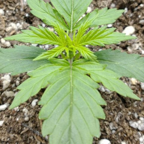 Auto Critical XXL growlog timeline photo