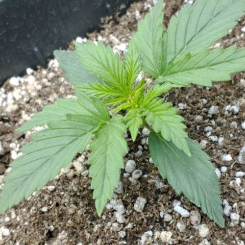 Auto Critical XXL growlog timeline photo