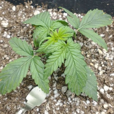 Auto Critical XXL growlog timeline photo