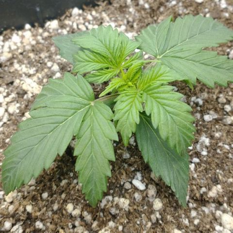 Auto Critical XXL growlog timeline photo