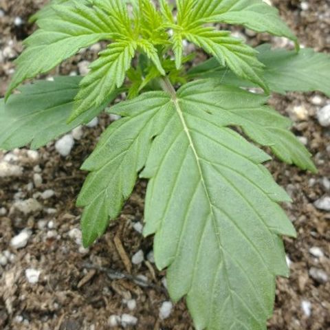 Auto Critical XXL growlog timeline photo