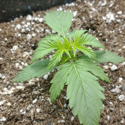 Auto Critical XXL growlog timeline photo