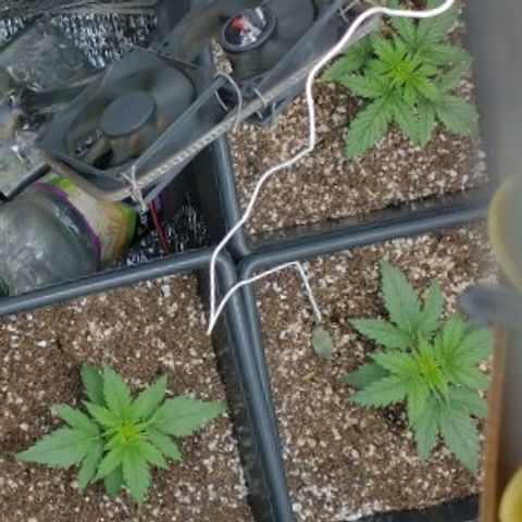 Auto Critical XXL growlog timeline photo