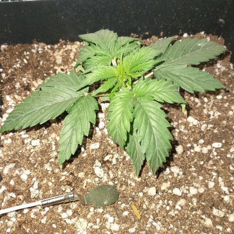 Auto Critical XXL growlog timeline photo