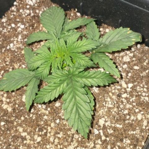 Auto Critical XXL growlog timeline photo