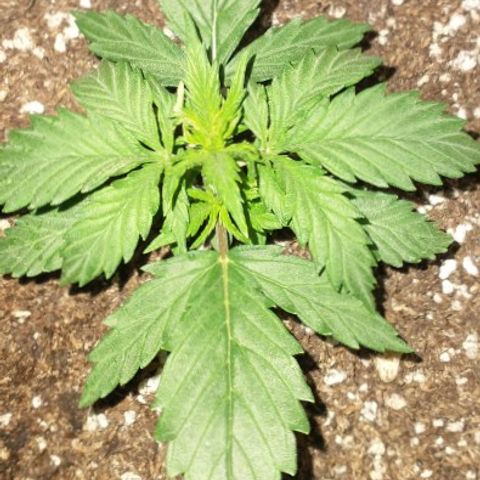 Auto Critical XXL growlog timeline photo